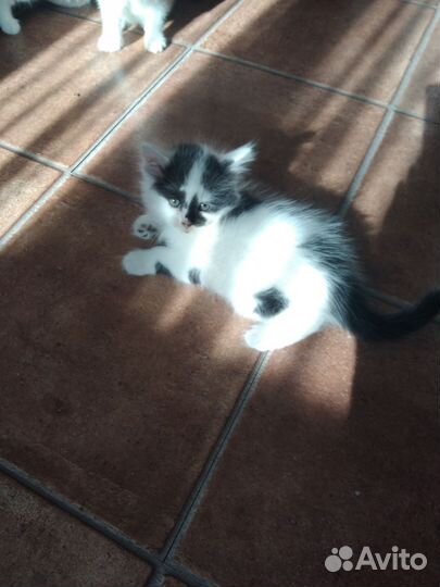 Котята в дар бесплатно