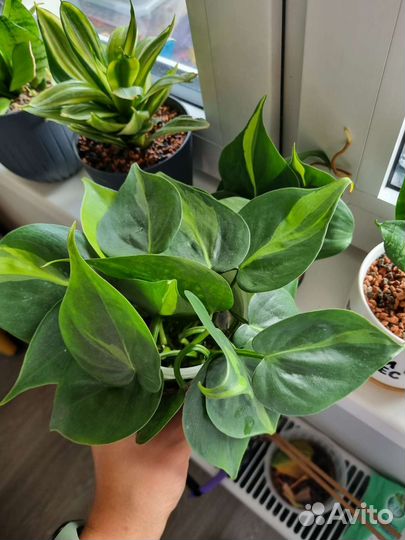 Филодендрон бразил черенки