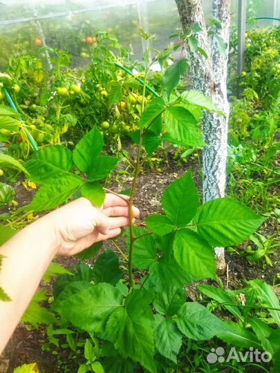 Ежевика сорт Блэк Сатин