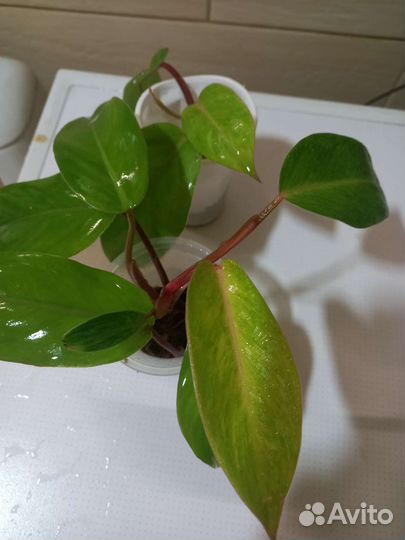 Филодендрон бурле макс вариегатный