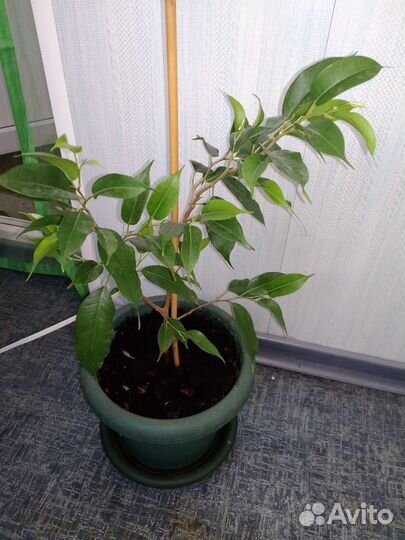 Фикус Бенджамина