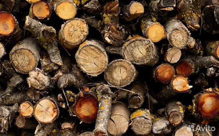 Дрова осина