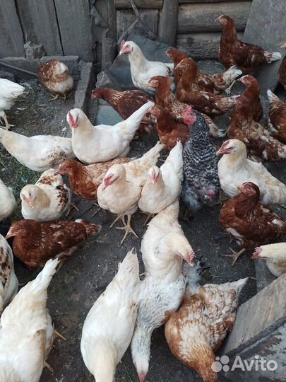 Продам домашних петухов