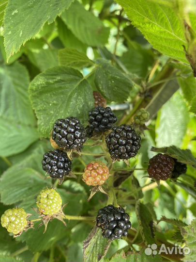 Саженцы ежевики садовой