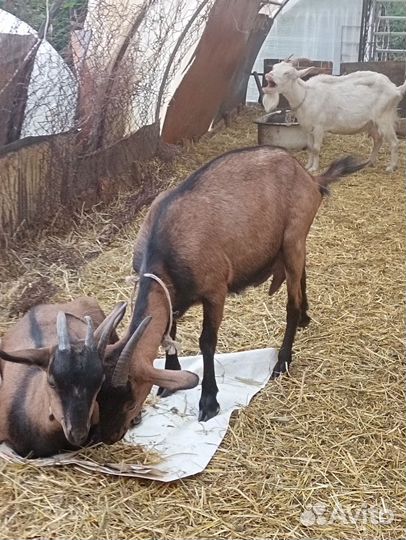 Козел нубийский