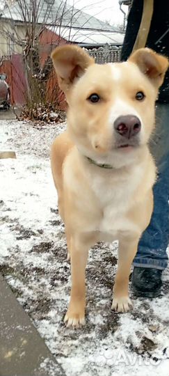 Собака в добрые руки отдам бесплатно