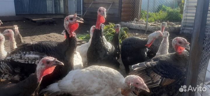 Домашняя птица