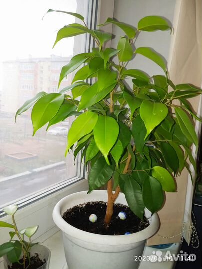 Фикус бенджамина плетеный