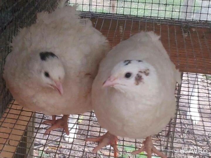 Перепела техасцы несушки,петушки и цыплята