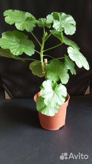 Герань пеларгония