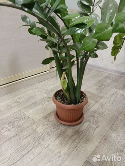 Замиокулькас