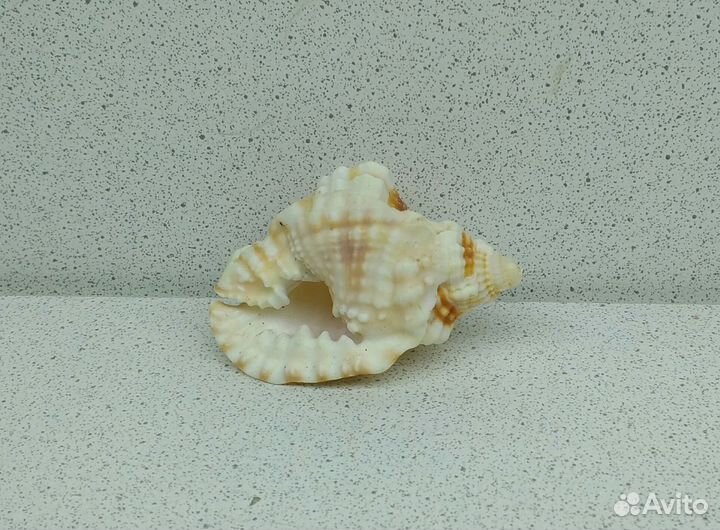 Дисторсио Анус 5,3 морская ракушка раковина