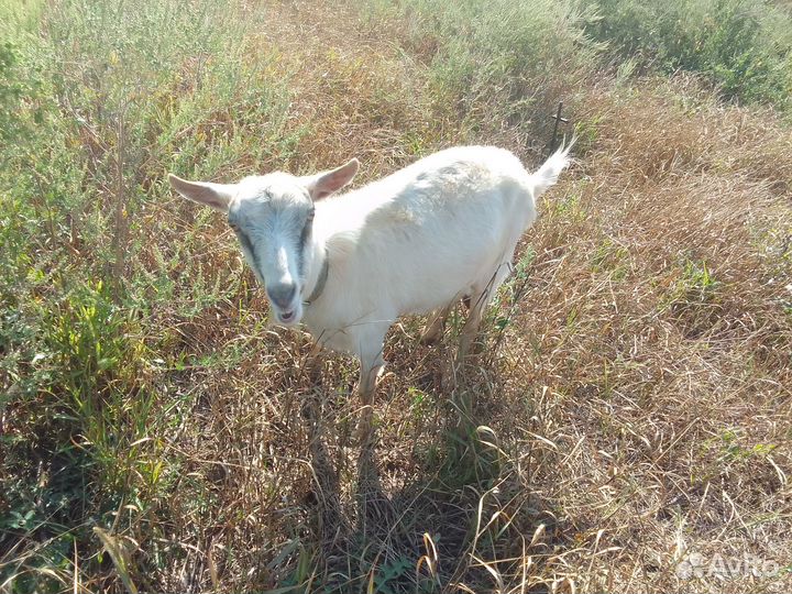 Дойные козы