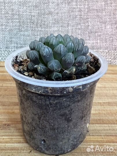 Haworthia Cooperi (хавортия купери)