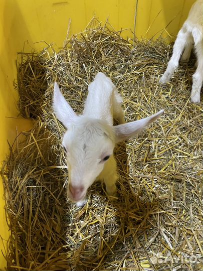 Продается козочка