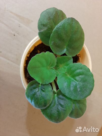 Хирита и фиалки