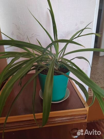 Комнатные растения