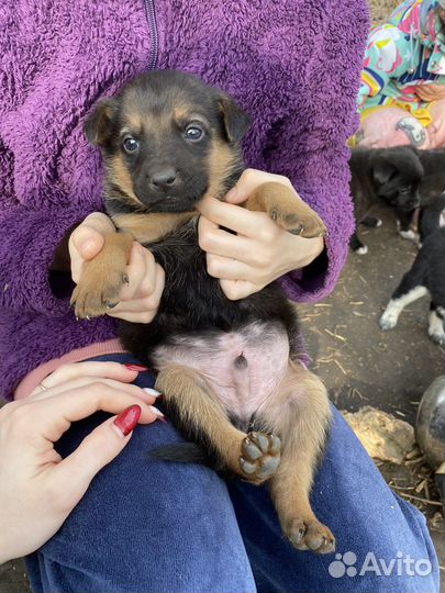 Щенки бесплатно