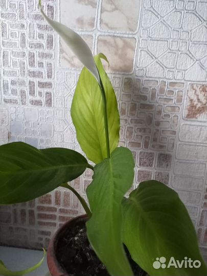 Спатифиллум