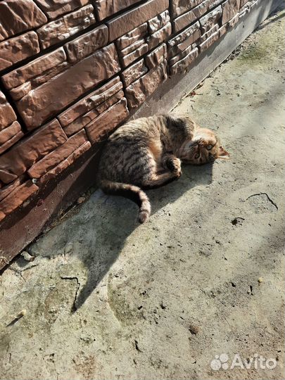 Котенок в добрые руки