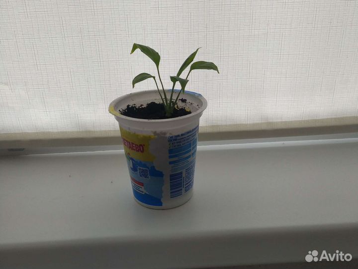 Спатифиллум