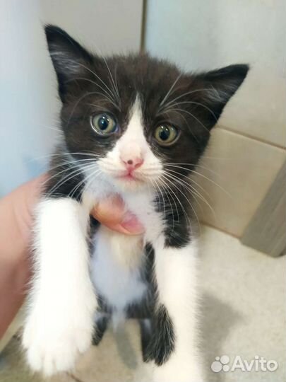 Котята в добрые руки бесплатно