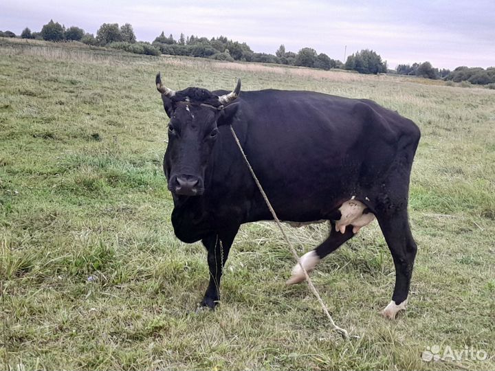Коровы дойные