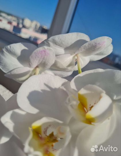Орхидея фаленопсис пелорик трилипс 