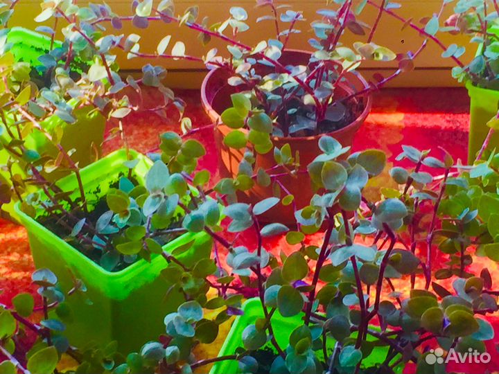 Каллизия позучая