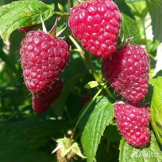 Ремонтантная малина