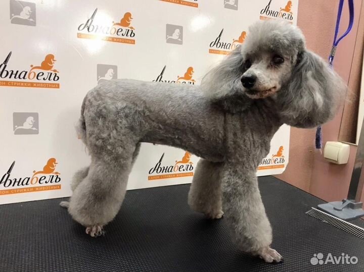 Грумер с выездом на дом