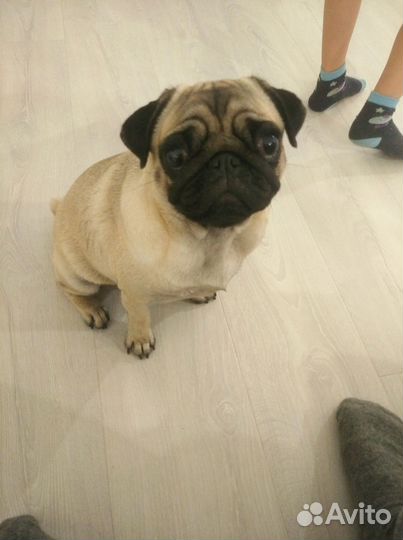 Мопс девочка