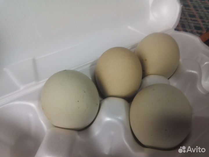 Инкубационное яйцо индоутки и кур