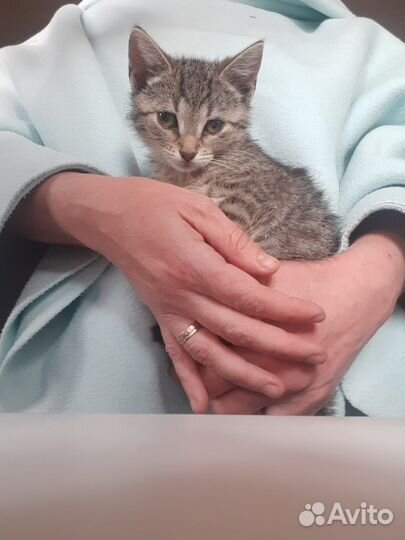 Котята в добрые руки бесплатно