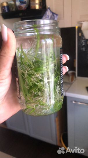 Растения для аквариума