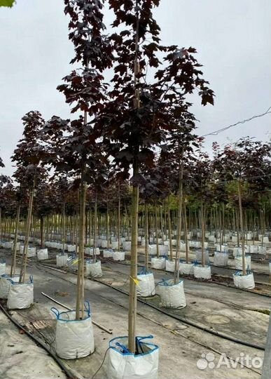 Клен роял ред