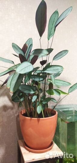 Комнатное растение ктенанта