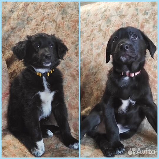 Раздаём щенков