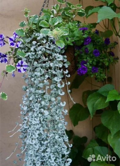 Цветы для сада