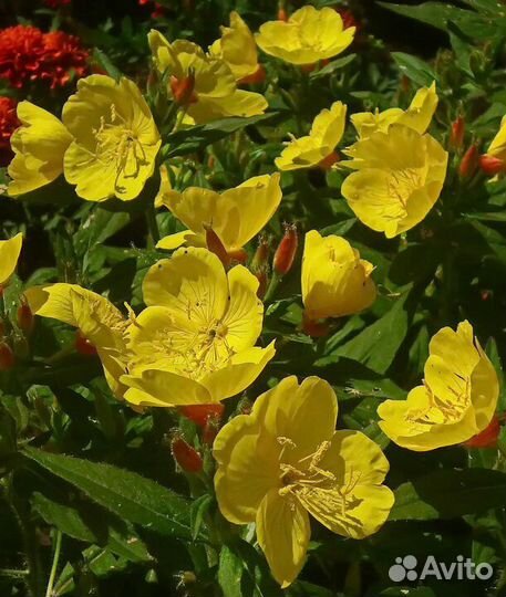 Энотера желтая, многолетник