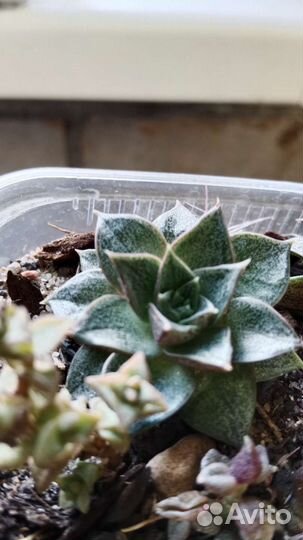 Суккуленты