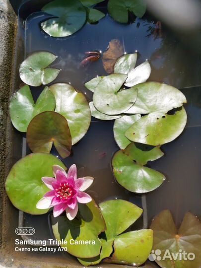 Кувшинка нимфея