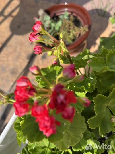 Пеларгония герань