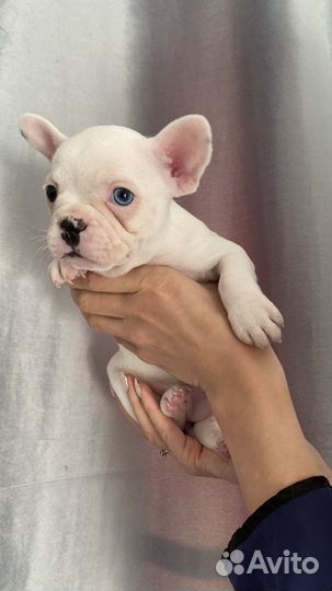 Щенки французского бульдога