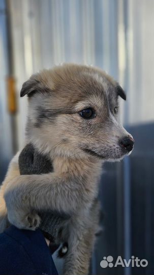 Щенки