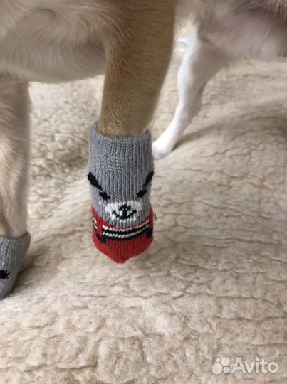 Носочки для животных