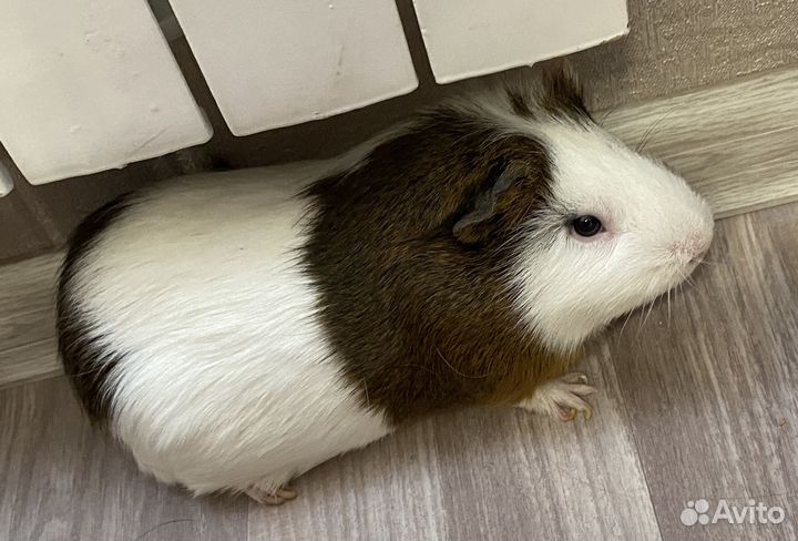 Морские свинки