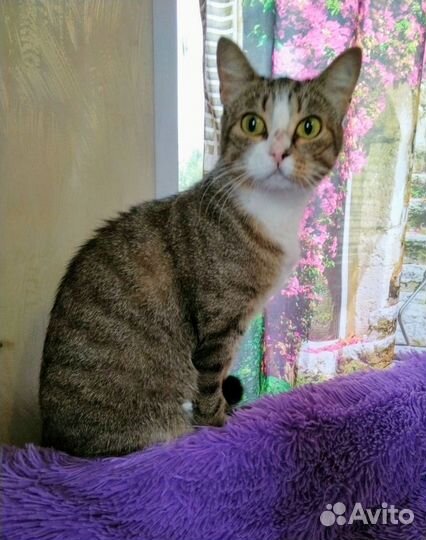 Соня-ласкуша