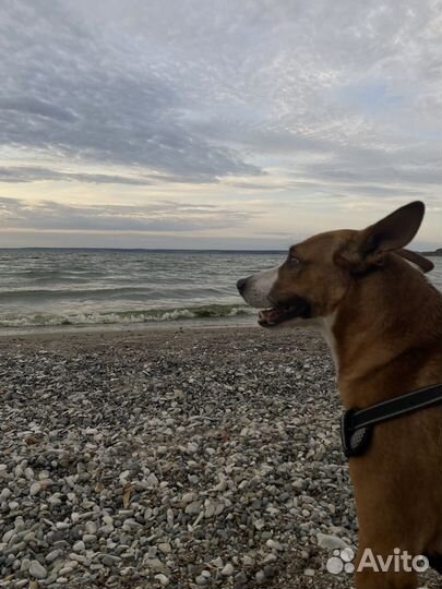 Отдам в добрые руки