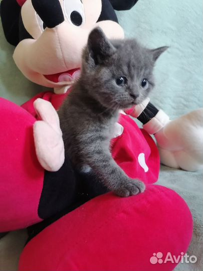 Британские котята